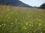 Eine der Siegerwiesen der Kategorie Artenreiche Fettwiese: Ein guter Futterwert und bunte Blüten!
