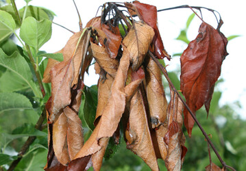 Feuerbrand z�hlt zu den gef�rchtetsten Krankheiten im Kernobstanbau. Forscher sind den Tricks des Erregers aber auf der Spur. 