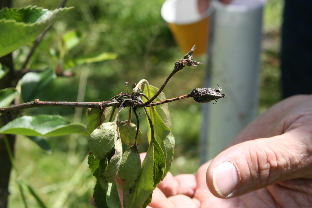 W�hrend der Bl�te hei�t es wachsam sein, was die Feuerbrandgefahr betrifft. Tritt die gef�rchtete Bakterienerkrankung auf, m�ssen schnell Ma�nahmen zu deren Eind�mmung ergriffen werden.
