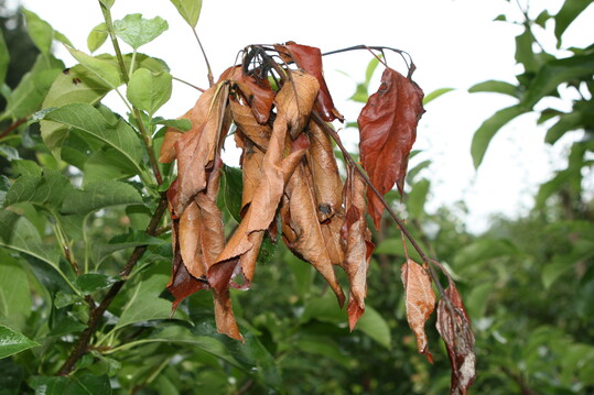 Schwarz verf�rbte Bl�tenb�schel und eine kr�ckstockartige Verkr�mmung k�nnen auf Feuerbrandbefall hinweisen.