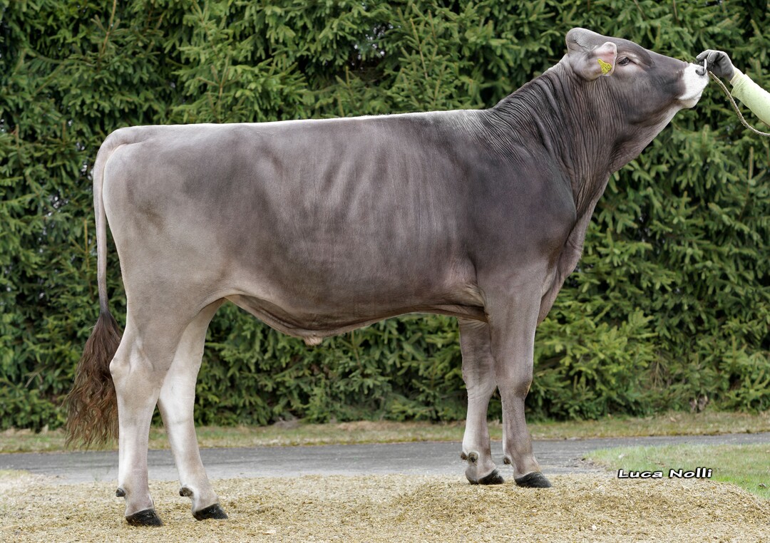 Figaro ist ein Halbbruder von Vavigo und Vintor. Der Figo-Sohn wurde von der Z�chtergemeinschaft Dr. Birkenmaier/Sander gez�chtet.