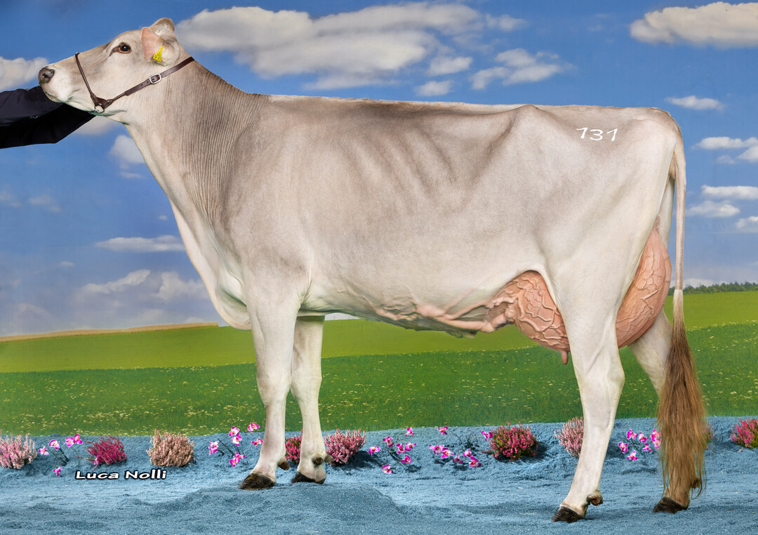 Fini ist die Mutter von Vax und Hebroy, sie konnte erfolgreich an der Bundesjungz�chterschau 2017 teilnehmen.