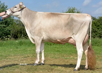 Die Kuh Finni wurde von A. Kuppel und R. Thoenes in Rheinbach ist als erfolgreiche Bullenmutter die Mutter der Bullen Vax und Hebroy