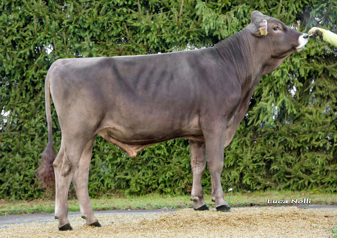 Der Bulle Fireplay ist ein fr�her Feuerstein-Sohn aus der Zucht von J�rgen Held, Donaustetten.