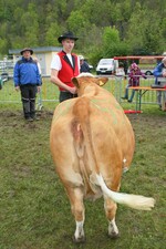 Fleisch Si und Fleisch Si1: Den Fleischsieg errang klar die Humflotochter Jolande von Siegfried Wasmer aus Bernau. Sie war die einzige Schaukuh, die mit der Bemuskelungsnote 9 bewertet werden konnte.