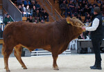 Das Bieterduell des Tages bot der elegante Klassensieger Limousin mit 8/8/8 und PP* von Gebhard Spieler, für 6200 Euro nach Hessen zugeschlagen