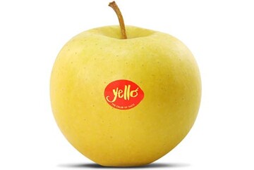 Der Apfel mit dem Markenname Yello ist eines von zehn Produkten, die für den Innovation Award auf der Fruit Logistica nominiert sind.