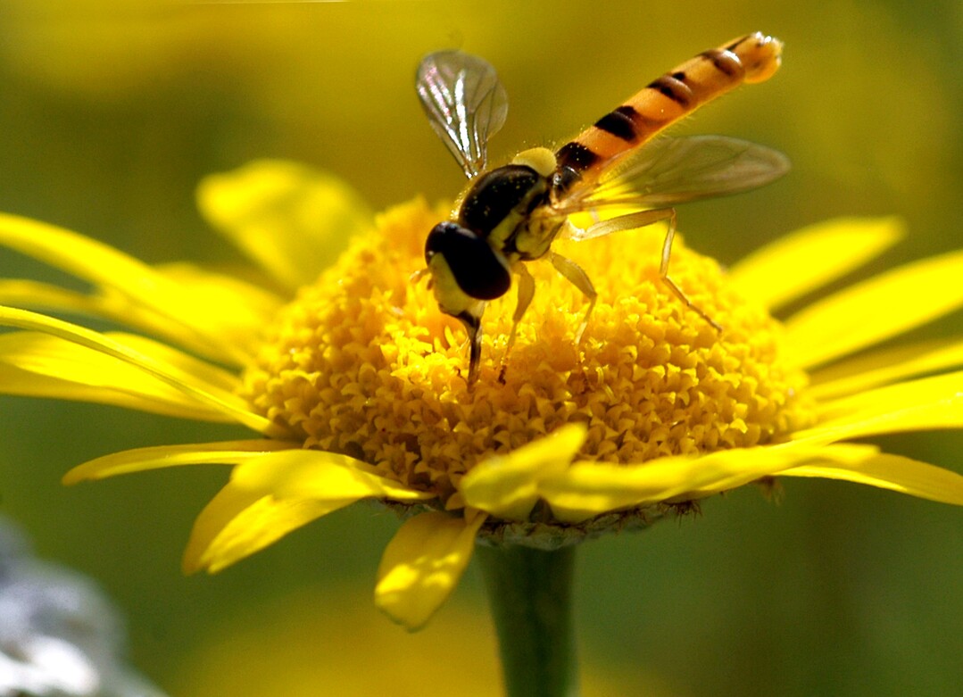 Adulte Schwebfliegen sind effiziente Best�uber.