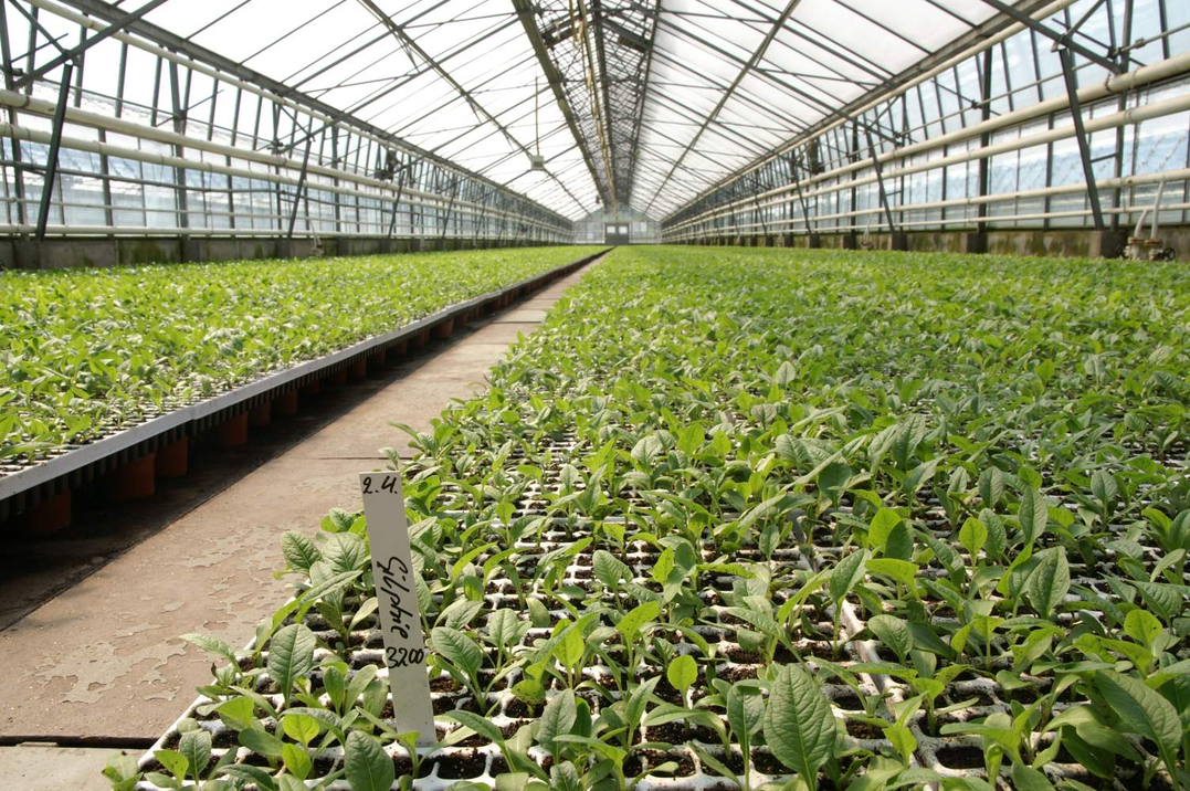 Jungpflanzenanzucht bei N.L.Chrestensen.