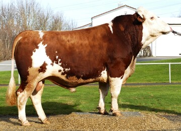 Fockeral-Sohn Fockernap ist neu in den Empfehlungen. Auf der letztj�hrigen Schau in Utzenfeld wurde er Reservesiegerbulle. 