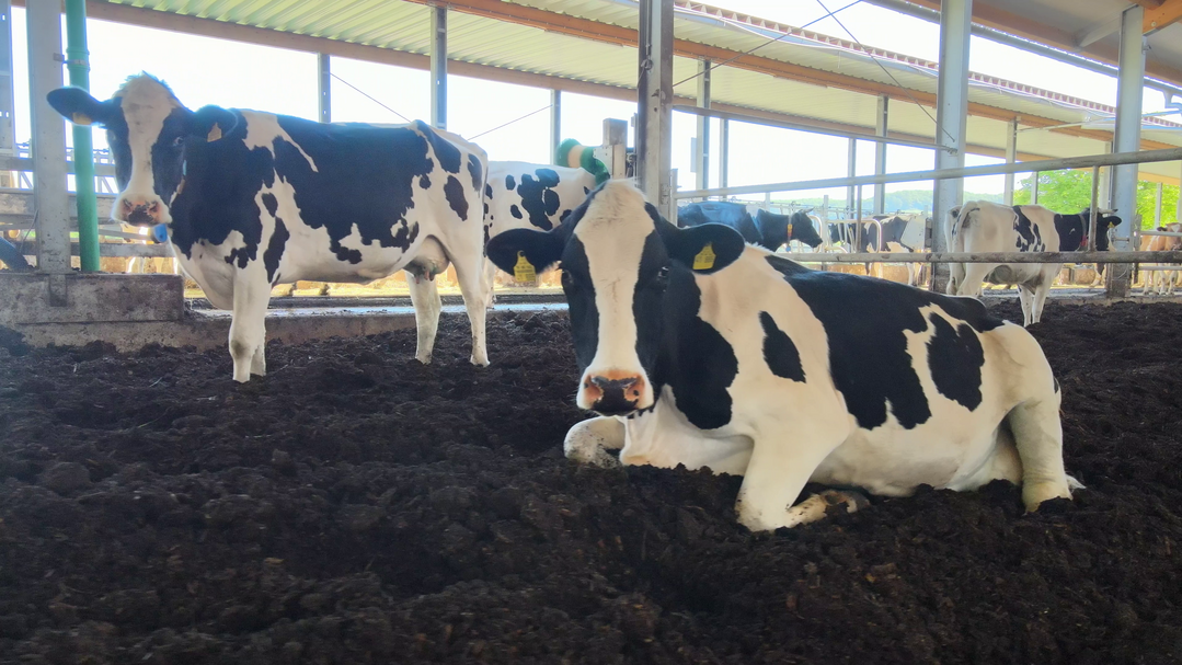 Familie F�rster investierte auf dem Sch�lenswaldhof in Maulbronn in einen Kompoststall f�r die Milchk�he.