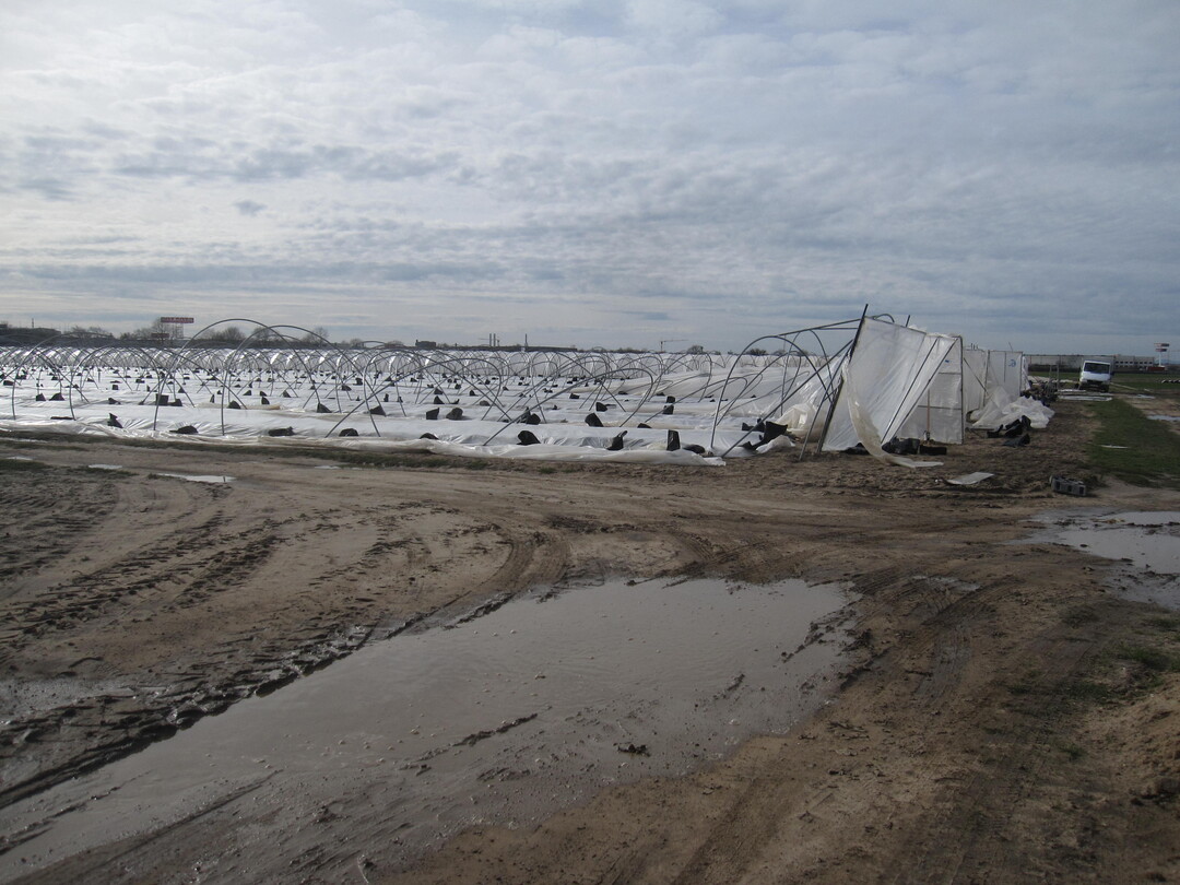Schäden an Erdbeertunneln in Nordbaden