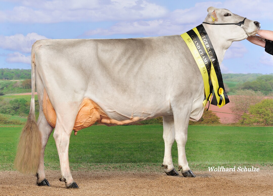 Die Easton-Tochter Forteas aus der Zucht der Albinger GbR in Winterreute war Grand Champion der RBW-Schau im M�rz. Sie ist die Mutter des Spitzenexterieurbullen Bisto.