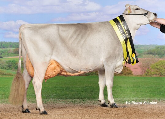 Forteas ist die Mutter des Spitzenexterieurbullen Bisto und und gewann im M�rz diesen Jahres die RBW-Schau.