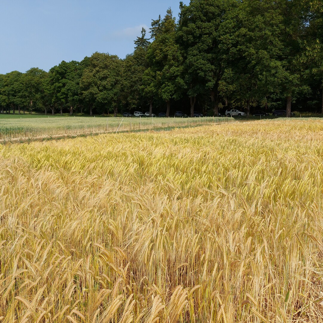 Landessortenversuche zweizeiliger Wintergerste der LTZ am Standort St. Johann.&nbsp;