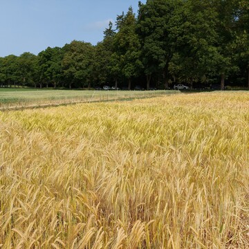 Landessortenversuche zweizeiliger Wintergerste der LTZ am Standort St. Johann.&nbsp;