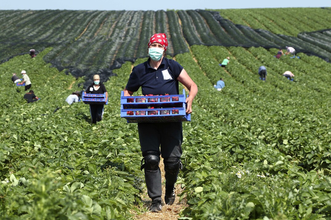 Bei der Ernte auf dem Erdbeerfeld sollten Arbeitgeber ihre Beschäftigten über die Gefahren von UV-Strahlen bei sommerlicher Hitze aufklären und über Schutzmaßnahmen wie entsprechende Kleidung, Kopfbedeckung und Sonnencreme aufklären.