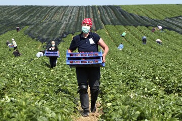 Bei der Ernte auf dem Erdbeerfeld sollten Arbeitgeber ihre Beschäftigten über die Gefahren von UV-Strahlen bei sommerlicher Hitze aufklären und über Schutzmaßnahmen wie entsprechende Kleidung, Kopfbedeckung und Sonnencreme aufklären.