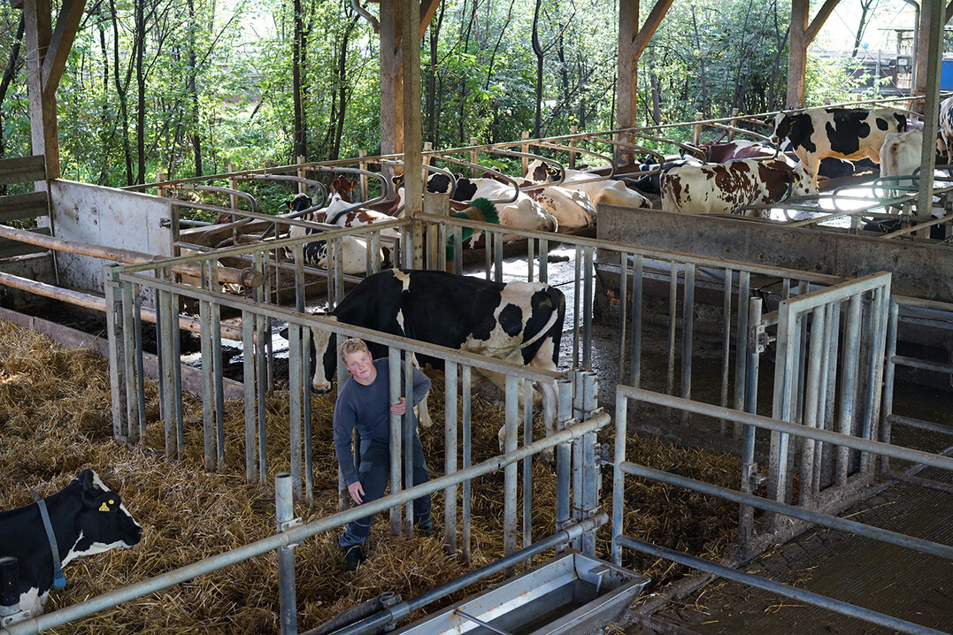 Senkrechte Stangen zur Abgrenzung erm�glichen in Gefahrensituationen die Flucht aus der gesamten Bullenbucht.