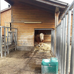 Der Bereich ist als Zwei-Raum-Bucht ausgeführt und verfügt über eine Fixiermöglichkeit und einen rutschfesten Bodenbelag. Das Zwischentor wird aus Sicherheitsgründen von außen geschlossen. Der Tierkomfort ist hoch, da der Bulle neben dem Innenbereich auch einen überdachten Außenbereich und einen Laufhof nutzen kann.