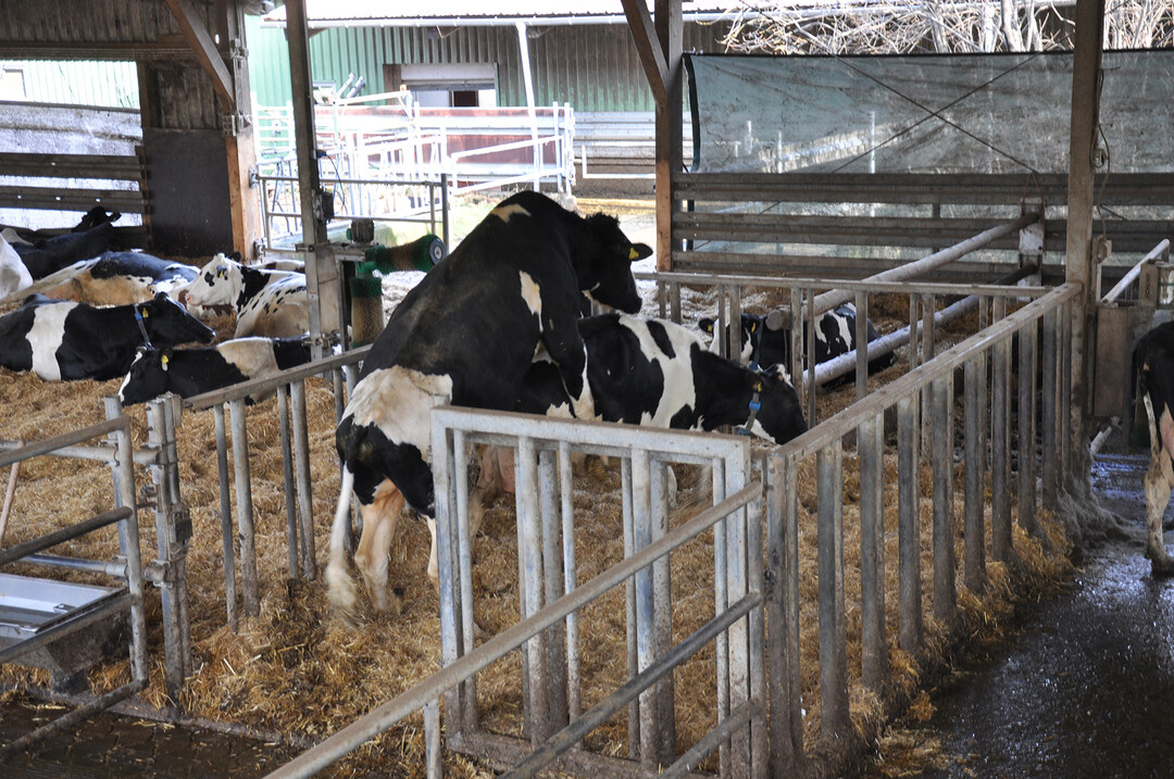 Der weiche Untergrund im Liegebereich des Bullen, bietet Kuhkomfort und erm�glicht einen sicheren Stand.