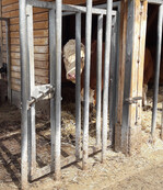 Das Torschloss wird von außen gelöst. Bauartbedingt fällt das Tor von selbst zu und sperrt den Bullen im Stall ein. Der Tierbetreuer kann den Außenbereich der Bullenbucht betreten ohne Gefahr zu laufen, auf den Bullen zu treffen. Öffnet er das Tor, bewegt er sich dahinter und verlässt den Laufhof durch die Gitterstäbe.