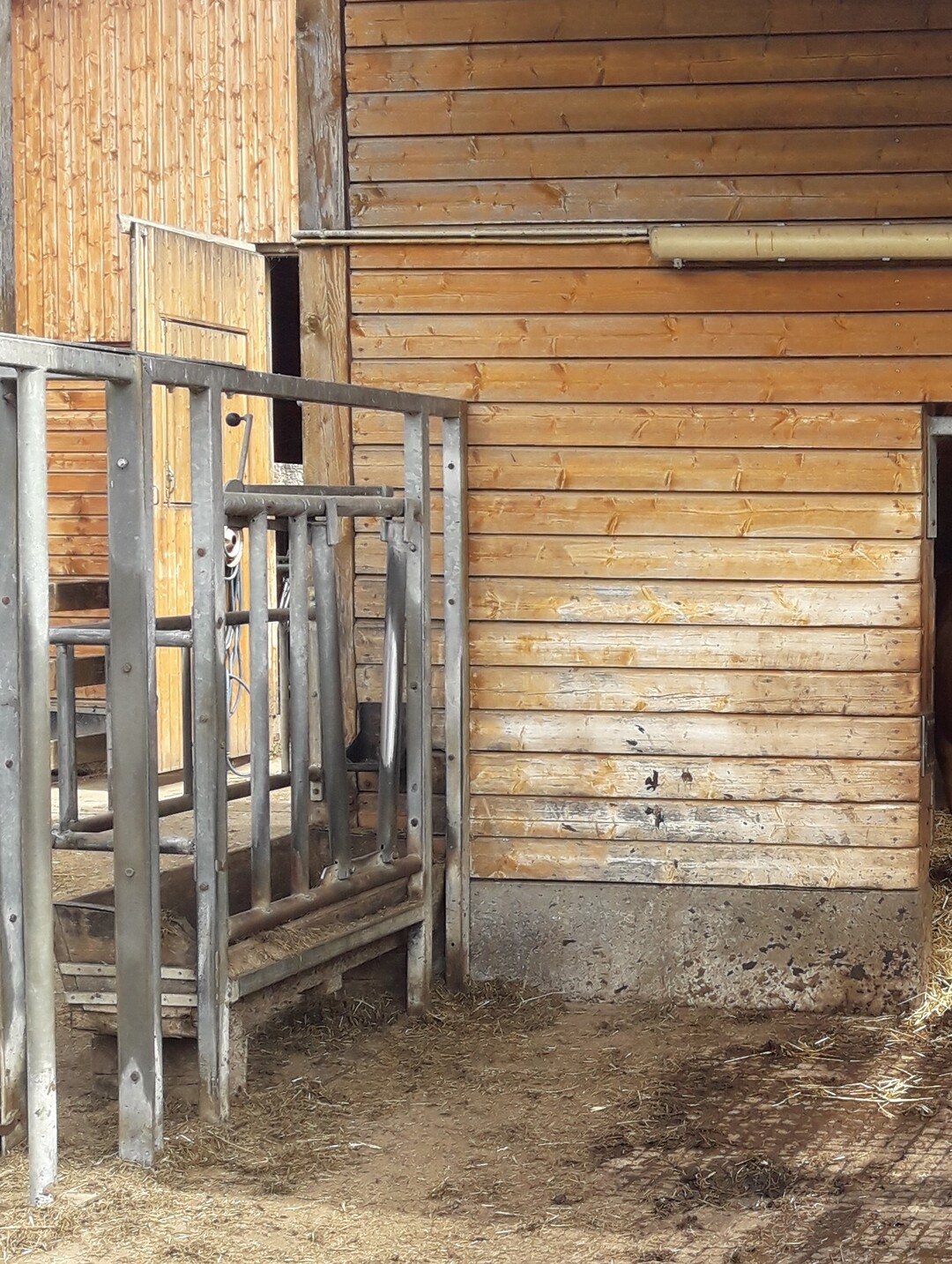 Durch das Umlegen des Hebels verengen sich die stabilen Metallstäbe am Futterplatz v-förmig und halten den Bullen fest.