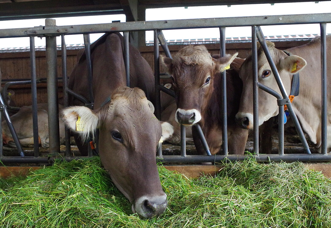 Die Mischung aus Heu und frischem Gr�n hat handfeste Vorteile f�r das Fetts�ureprofil der Milch.