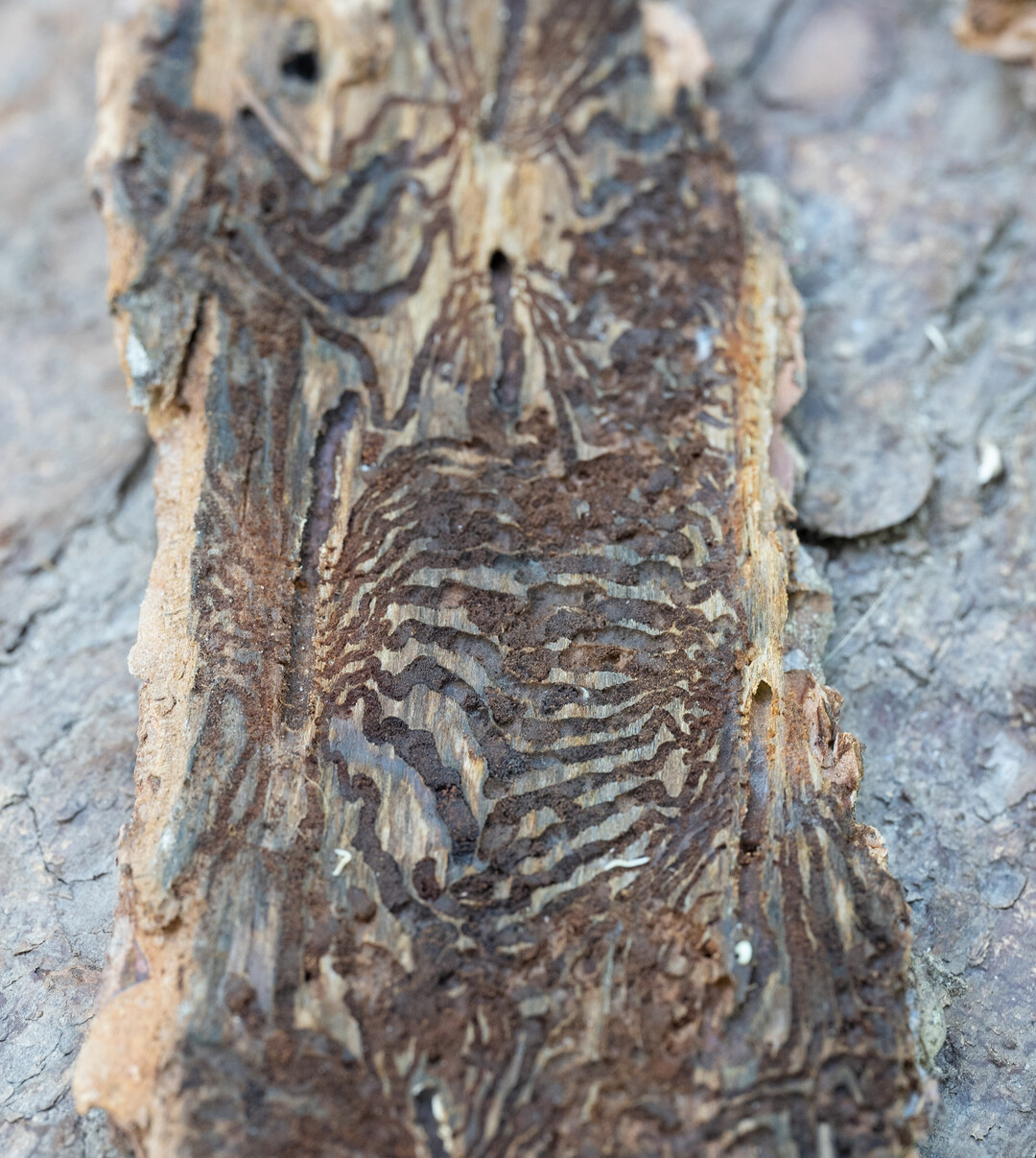 Das Fraßmuster, das an eine Buchseite erinnert ist charakteristisch für den Buchdrucker.