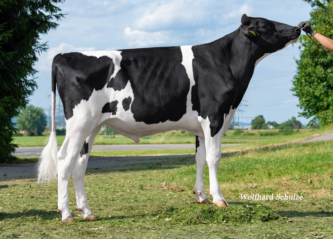 Freedom Pp, ein Frisbee-Sohn, konnte sich leicht verbessern und bleibt interessant f�r die Hornloszucht.