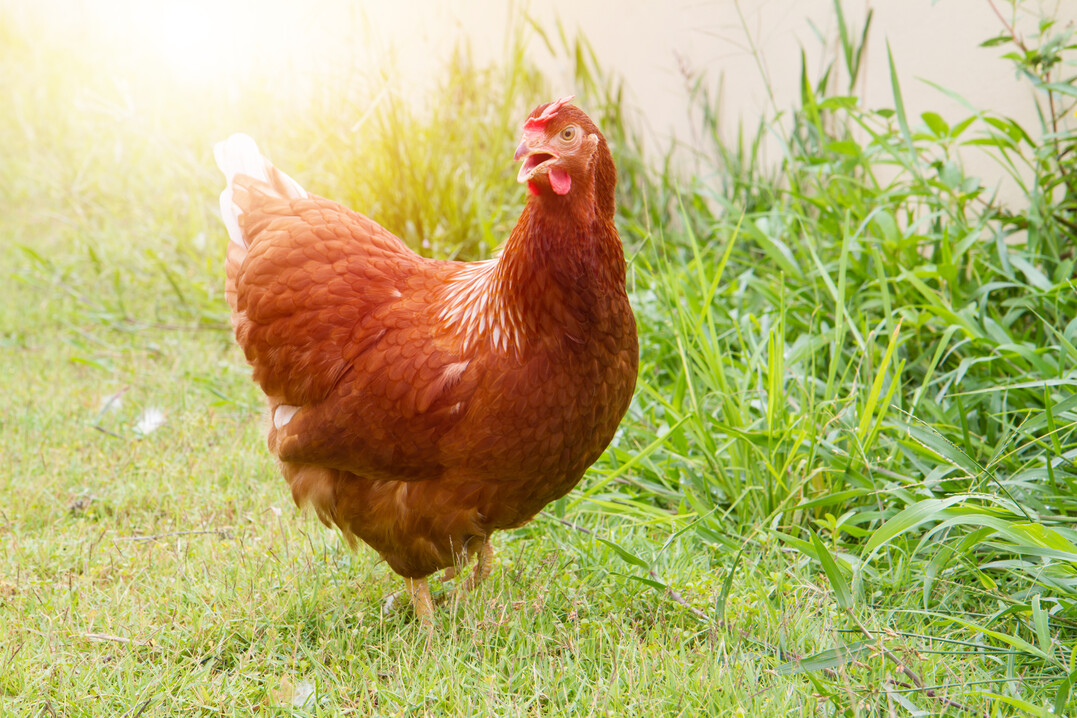 Ceres Award: Diese Jahr gingen gleich drei Auszeichnungen an Gefl�gelhalter.