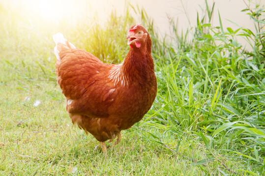 Ceres Award: Diese Jahr gingen gleich drei Auszeichnungen an Geflügelhalter.