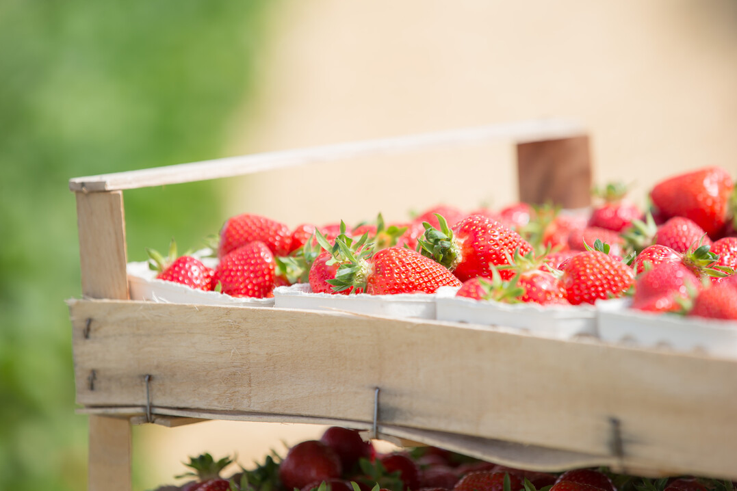  Die Erdbeersaison hatte in diesem Jahr mit vielen Extremen zu k�mpfen.