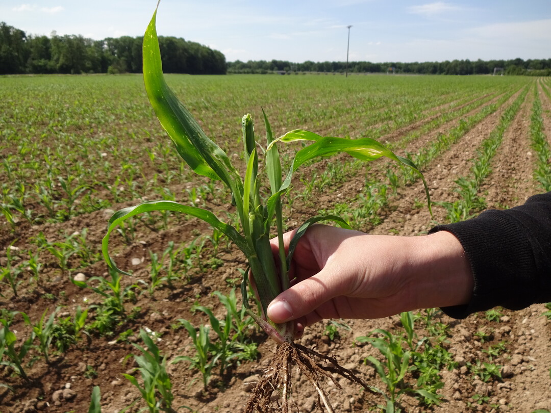 Durch den Wegfall der Mesurolbeize nahm der Fritfliegen-Befall dieses Fr�hjahr massiv zu.