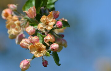  Erfrorene Apfelbl�ten Ende April 2017. 