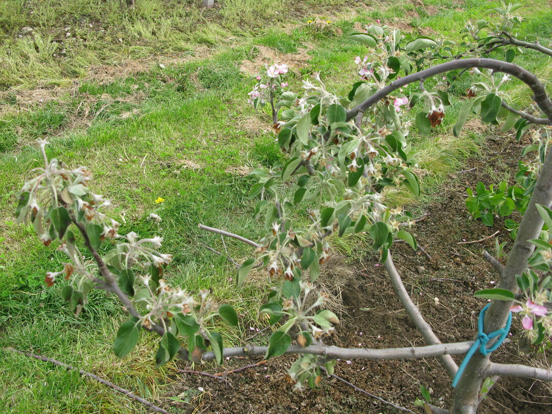Frostgesch�digter Apfelbaum