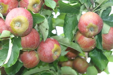 Der Frost Ende April blieb nicht ohne Folgen. Besonders auf �pfel der Jonagold-Gruppe zeigen sich Frostringe. Da der Geschmack davon nicht beeintr�chtigt ist, verkauft Rewe solche �pfel nun in einer Sonderaktion.