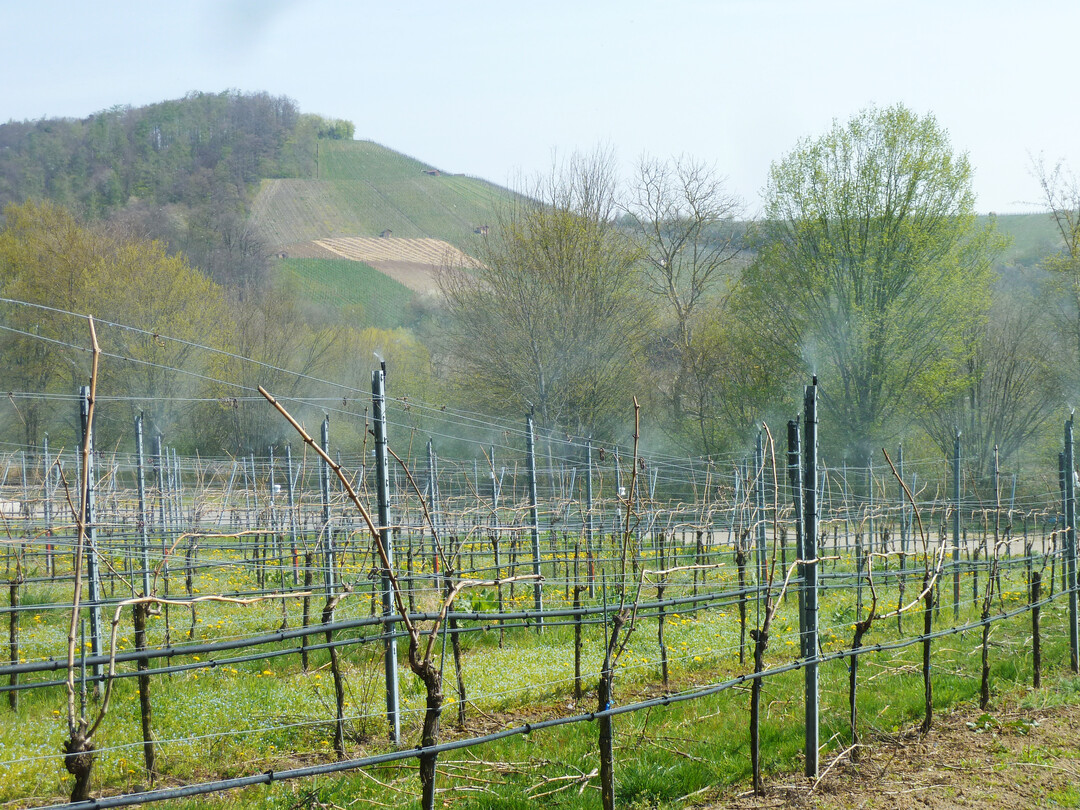 Frostruten sorgen nicht nur f�r ein Backup, falls es zu Frostsch�den kommen sollte; in gef�hrdeten Anlagen k�nnen sie auch Sch�den durch Austriebssch�dlinge ausgleichen. 
