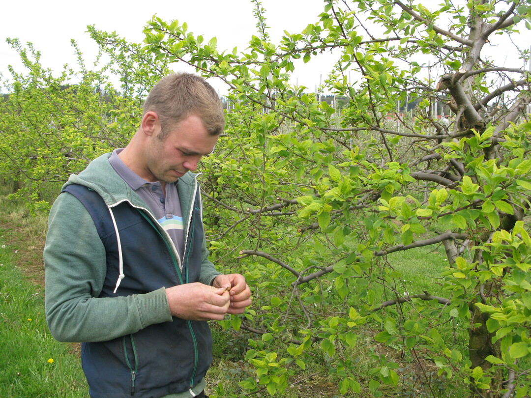 Frostschaden am Zwetschgenbaum