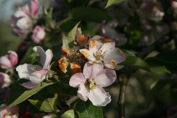 Nach den verheerenden Frostsch�den, die die Minustemperaturen im April verursacht haben, reagiert die Versicherungsbranche in der Schweiz nun und bietet Obstbauern eine Frostzusatzversicherung an. 