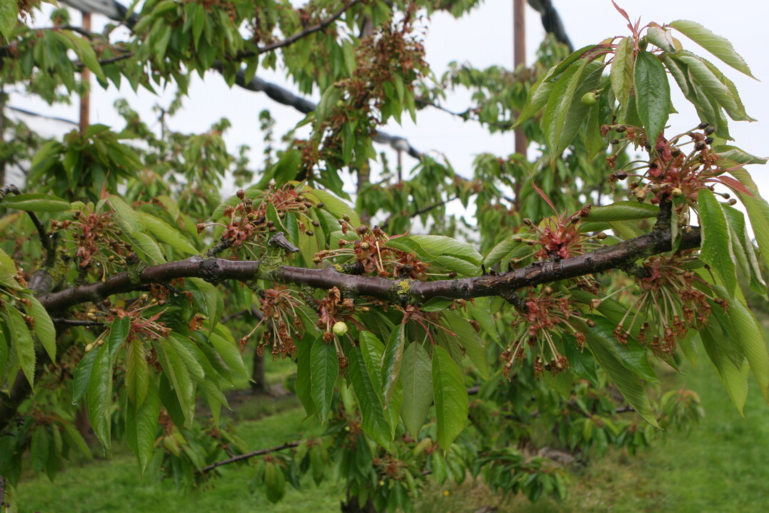Auch im Obstbau sind Frostsch�den zu beklagen. Doch anders als 2017, als es den Kirschenanbau massiv getroffen hat, scheint die Bodenseeregion bislang verschont geblieben zu sein.&nbsp;