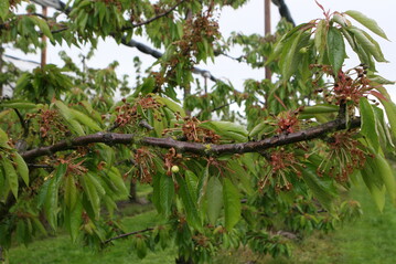 Auch im Obstbau sind Frostsch�den zu beklagen. Doch anders als 2017, als es den Kirschenanbau massiv getroffen hat, scheint die Bodenseeregion bislang verschont geblieben zu sein.&nbsp;