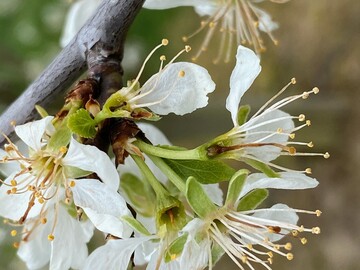 Die Frostn�chte im April haben ihre Spuren hinterlassen. Teilweise wird es wird zu gro�en Ernteausf�llen kommen.
