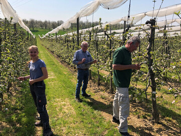 Vorbesichtigung einer schwer frostgesch�digten Apfelanlage in der Ortenau � in Coronazeiten auf Distanz!