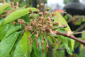 Vom Frost kalt erwischt wurde einmal mehr das Steinobst. Ganz so schlimm wie im Jahr 2017 ist das Ausmaß der Schäden am Bodensee zum jetzigen Zeitpunkt aber noch nicht, als es oft keine Kirschenernte gab.