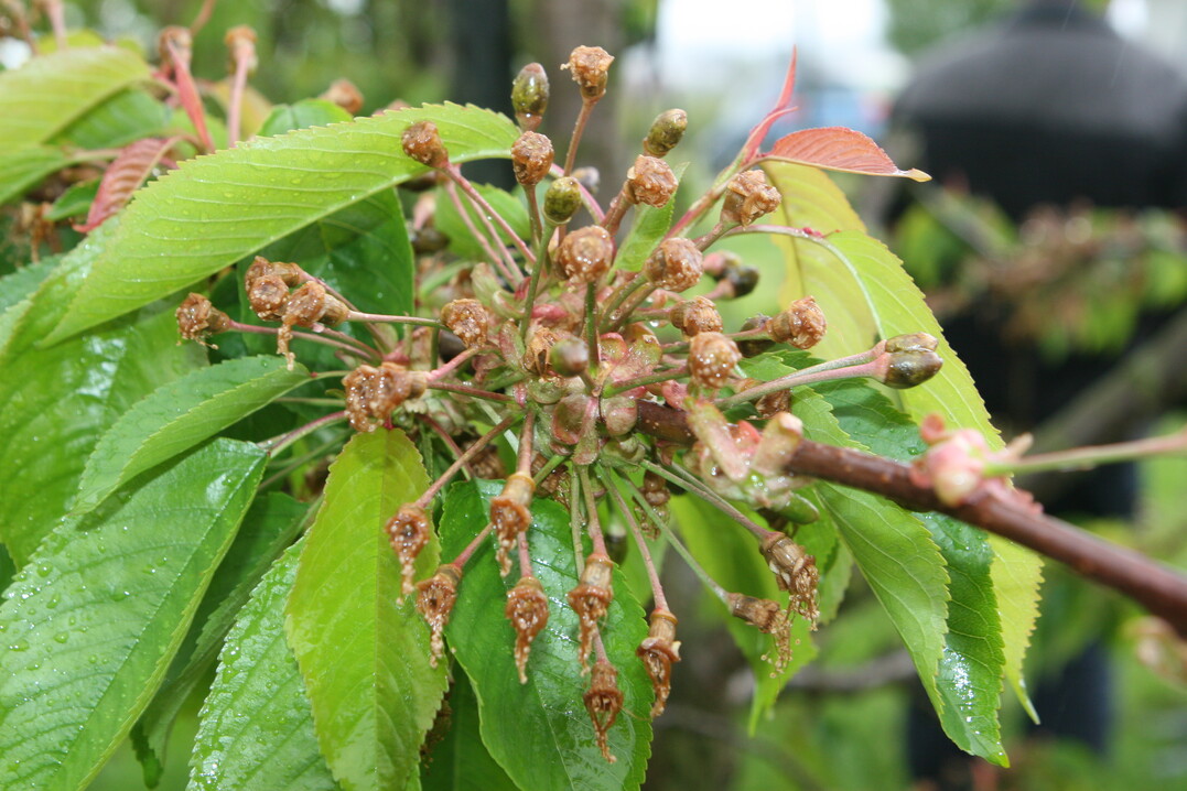 Bereits im zweiten Jahr des Pilotprojektes wurde die Frostschutzversicherung auch schon zum zweiten Mal in Anspruch genommen. Sch�den gibt es vor allem bei Steinobst.
