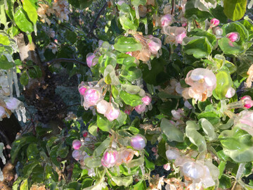 Den effektivsten Schutz von Obstbl�ten vor Frost bietet eine Frostberegnung. 