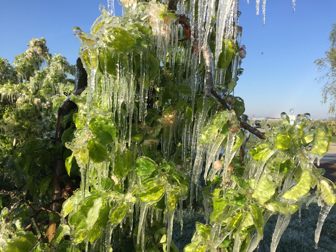 Frostschutzberegnung sch�tzt Obstbl�ten vor sch�digenden Minustemperaturen. 