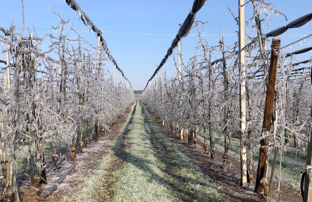 Eine Eishülle schützt die Knospen vor tiefen Minustemperature. Doch die Frostberegnung darf nur bei Windgeschwindigkeiten unter 12 km/h laufen, um sicherzustellen, dass die Knospen kontinuierlich beregnet werden.