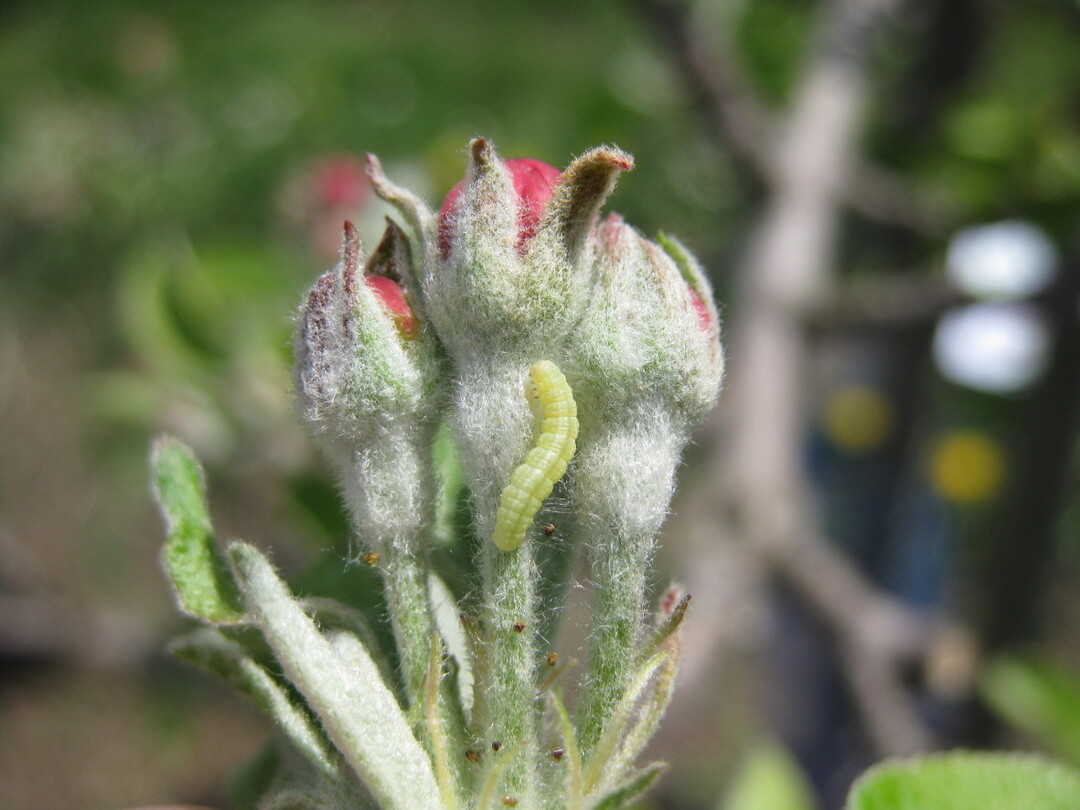 Möglichst noch vor der Blüte sollten die Larven des Frostspanners bekämpft werden. Dann sind sie noch klein, so dass der Einsatz eines Bacillus thuringiensis Präparates gute Bekämpfungserfolge erlaubt.